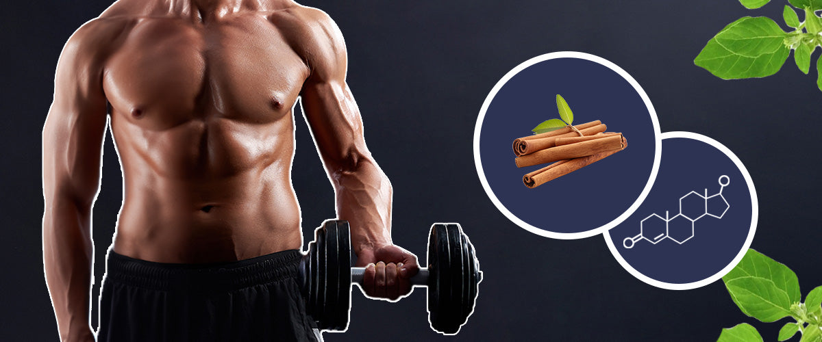 Does Ashwagandha Increase Testosterone Levels